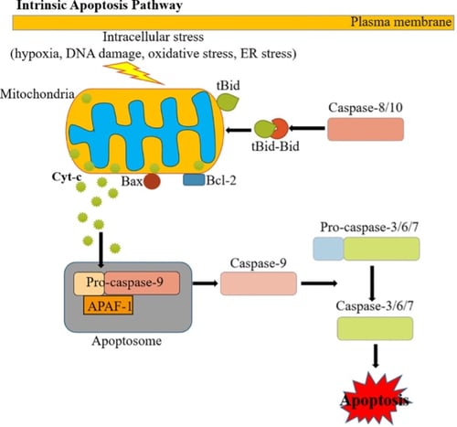 Apoptosis: The Original Programmed Cell Death